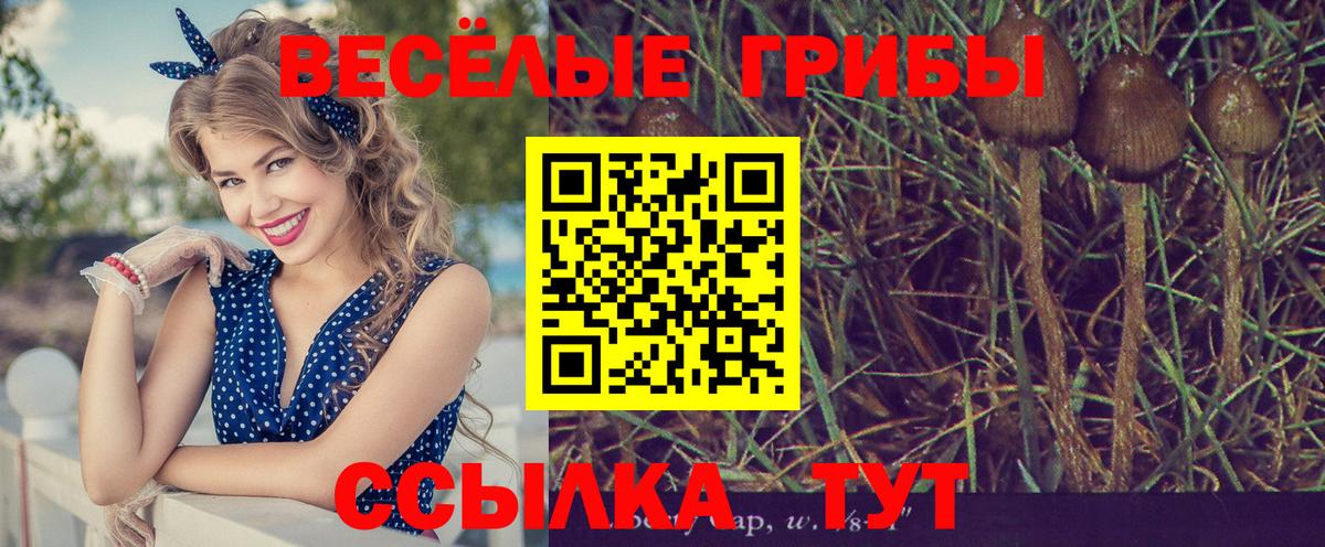 Камышлов  Галлюциногенные грибы Psilocybine cubensis  Вход с VPN 